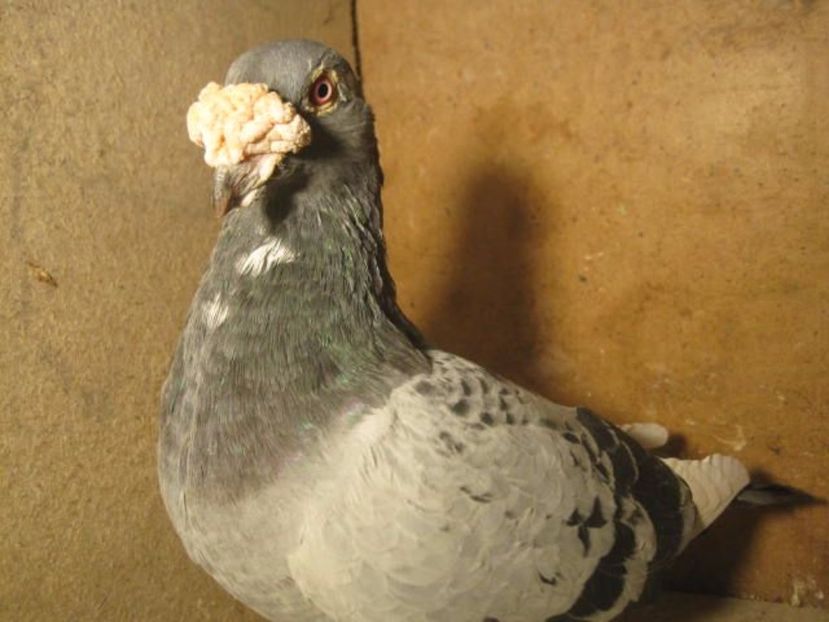 602338957_3_1000x700_golebie-staropolskie-ptaki - V--Album ORIENTATIV 1