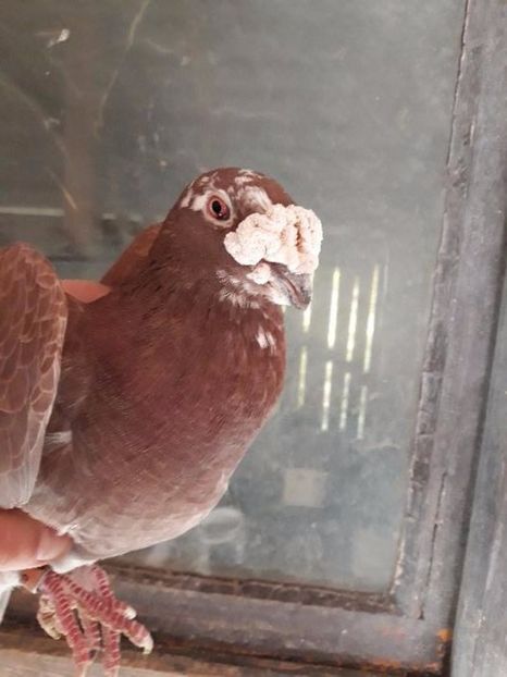 602561293_2_1000x700_golebie-staropolskie-stare-i-mlode-dodaj-zdjecia - V--Album ORIENTATIV 1