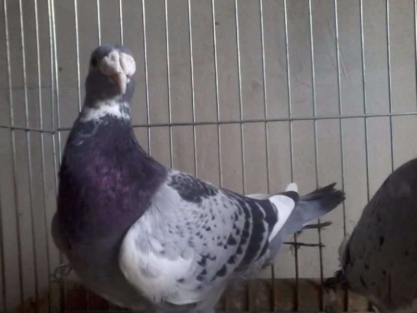 602974703_2_1000x700_golebie-staropolskie-parka-dodaj-zdjecia - V--Album ORIENTATIV 1