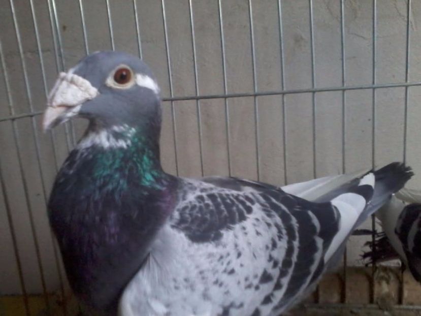 602974703_3_1000x700_golebie-staropolskie-parka-ptaki - V--Album ORIENTATIV 1