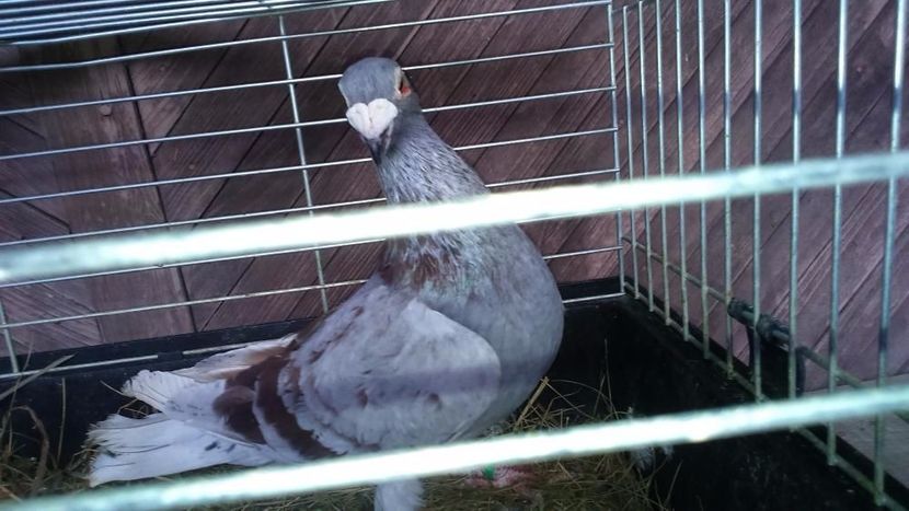 604112593_1_1000x700_golebie-staropolskie-plowy-samiec-gdansk - V--Album ORIENTATIV 1