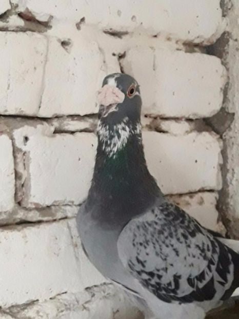 604144183_2_1000x700_golab-golebie-staropolskie-samiec-dodaj-zdjecia_rev003 - V--Album ORIENTATIV 1