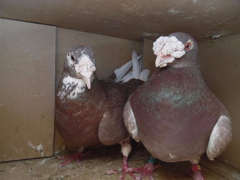 604318469_1_1000x700_golebie-staropolskie-radomsko - V--Album ORIENTATIV 1