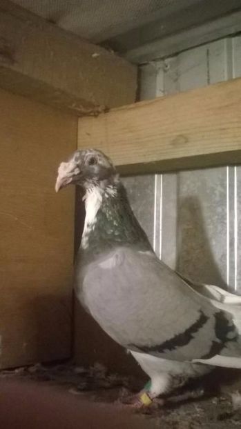 604577327_1_1000x700_golebie-staropolskie-lipno - V--Album ORIENTATIV 1