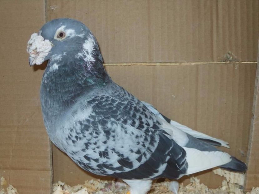 604617067_1_1000x700_golebie-staropolskie-samczyk-2012-rok-wadowice - V--Album ORIENTATIV 1