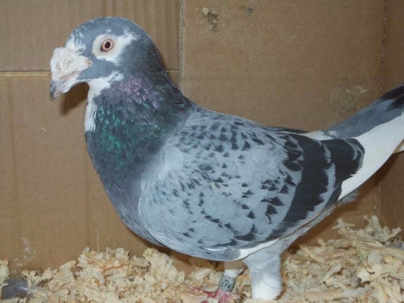 604619197_4_1000x700_golebie-staropolskie-samiczka-2015-rok-zwierzeta - V--Album ORIENTATIV 1