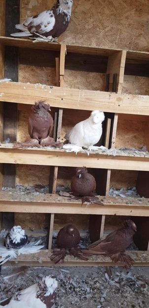 received_1850635875250608 - Tobosari germani