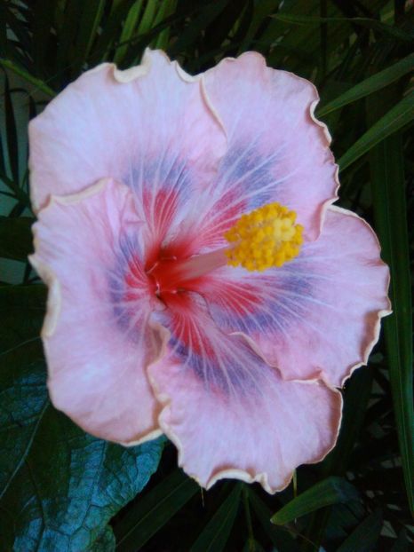  - Hibiscus Trademark