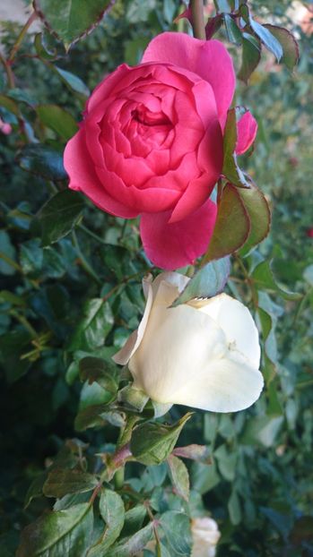  - Gradina octombrie 2017