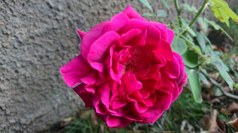  - Gradina octombrie 2017