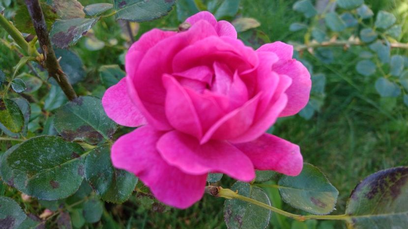  - Gradina octombrie 2017