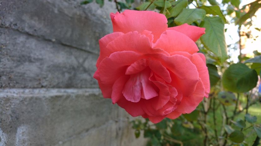  - Dee dee Bridgewater