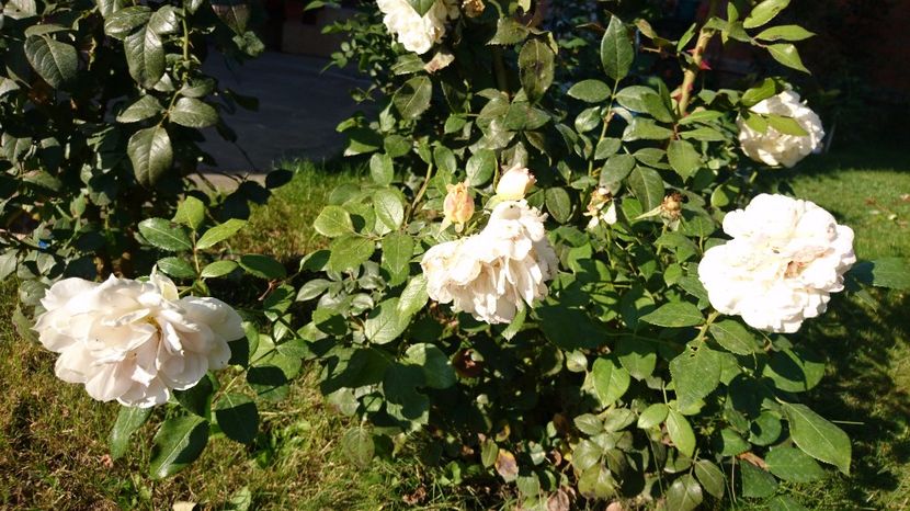  - Uetersener klosterrose- urcator