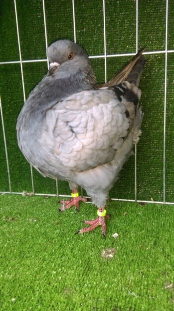 0-1 de vanzare - king 2017