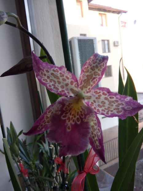 Oct 2017 - florile mele dragi