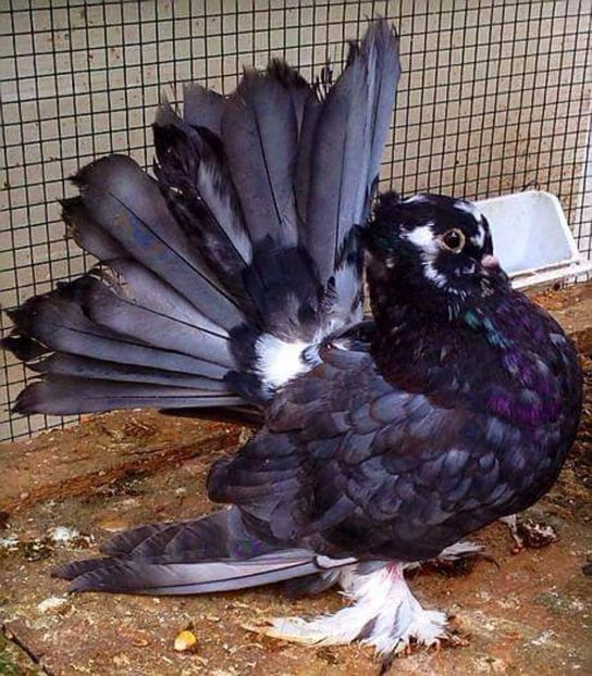  - 20_INDIAN FANTAIL MATCA-2018-2021