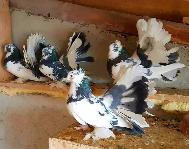  - 20_INDIAN FANTAIL MATCA-2018-2021