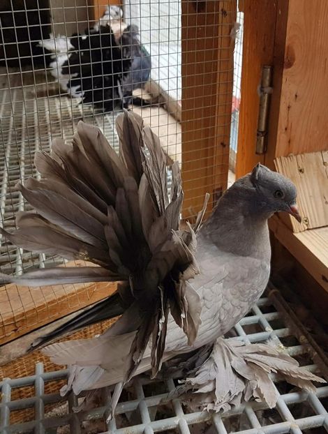  - 20_INDIAN FANTAIL MATCA-2018-2021