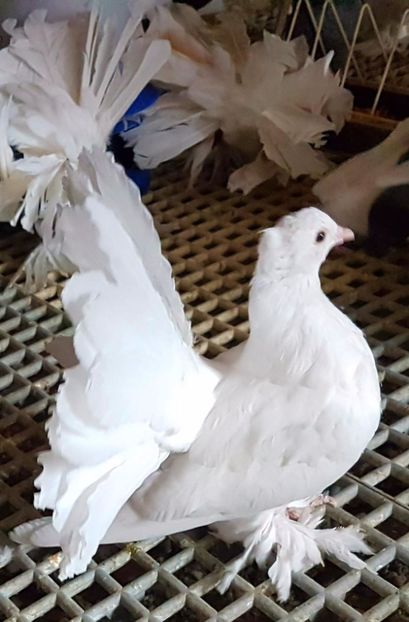  - 20_INDIAN FANTAIL MATCA-2018-2021