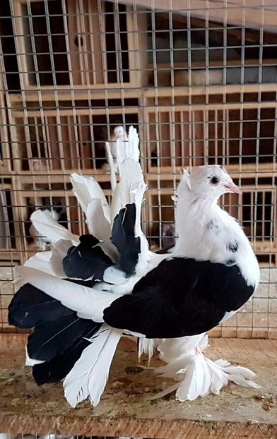  - 20_INDIAN FANTAIL MATCA-2018-2021