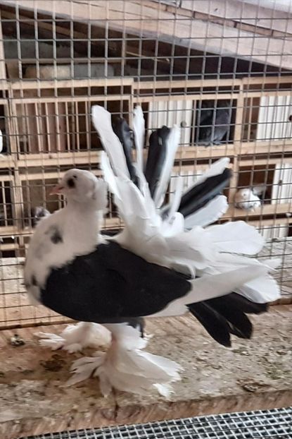  - 20_INDIAN FANTAIL MATCA-2018-2021