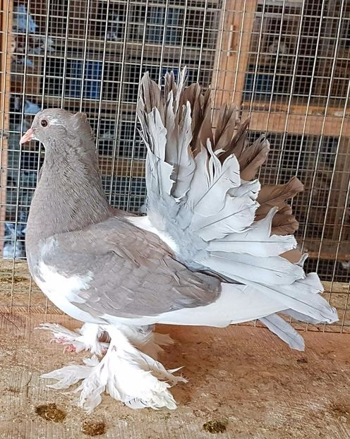  - 20_INDIAN FANTAIL MATCA-2018-2021