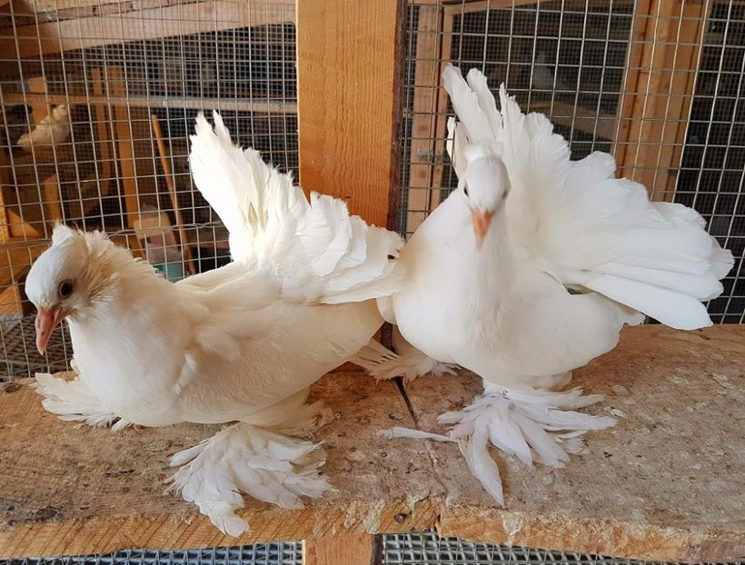  - 20_INDIAN FANTAIL MATCA-2018-2021