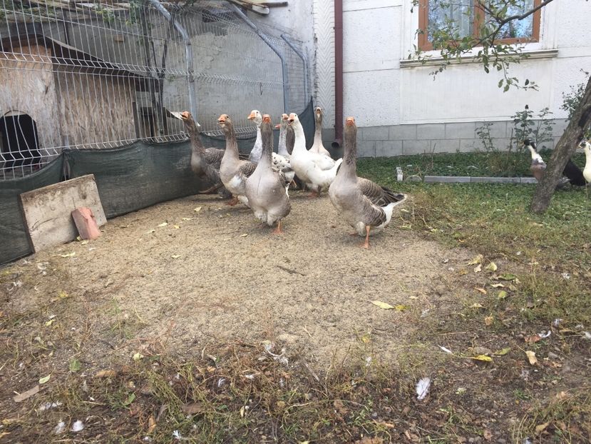 Bobocii din primavara - gaste 2017