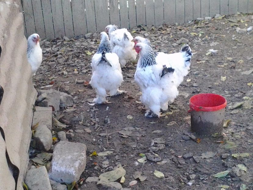 2011-03-08 04.15.40 - Brahma hd