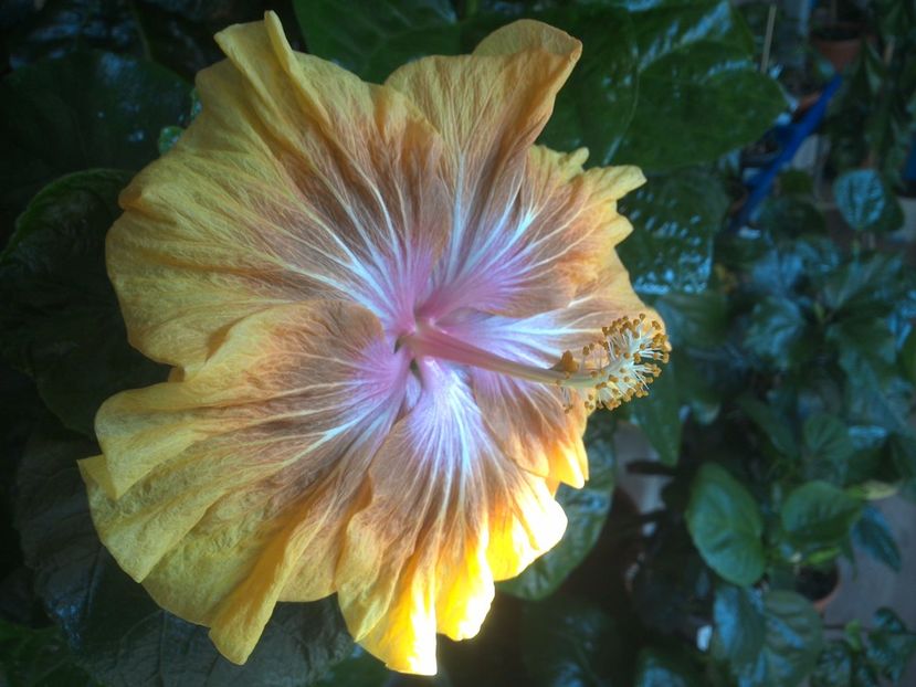 WIN_20171014_093534 - Jeanette Elliff