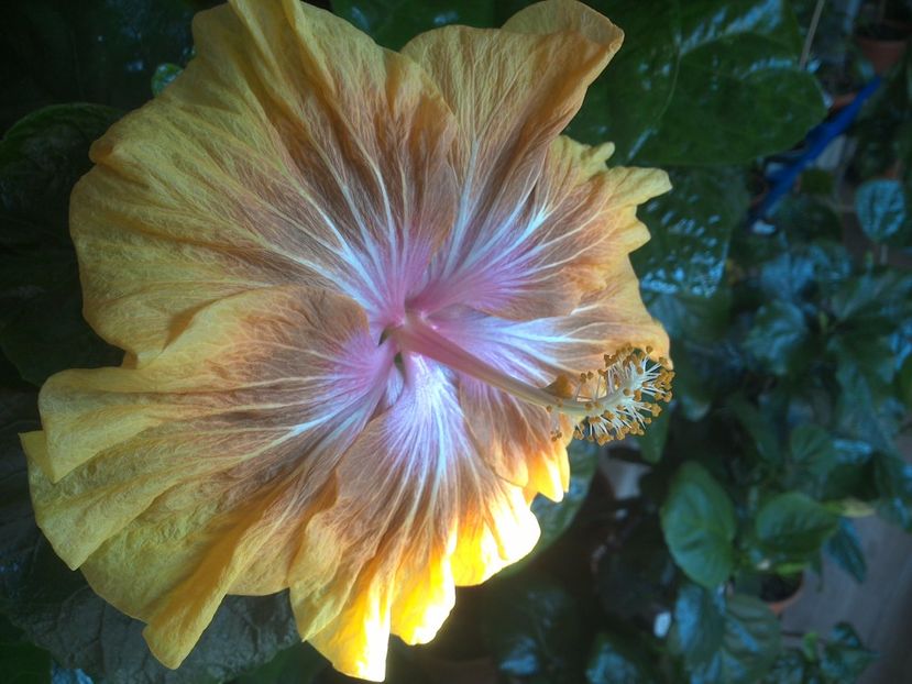 WIN_20171014_093545 - Jeanette Elliff