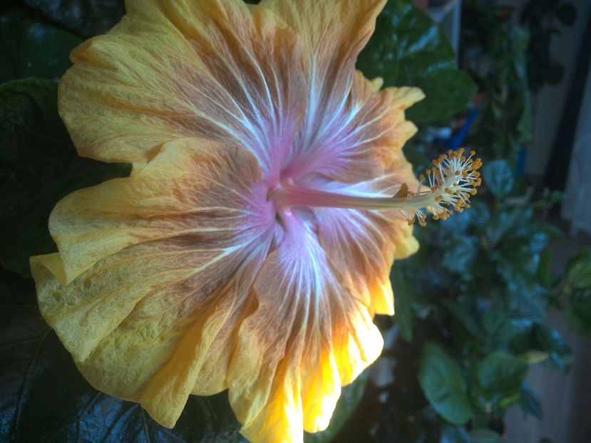 WIN_20171014_093548 - Jeanette Elliff