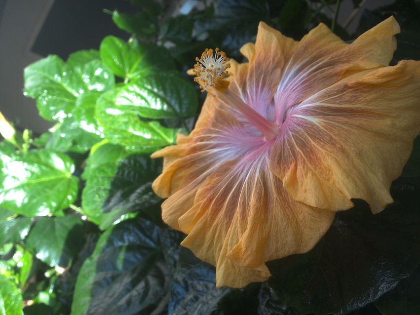 WIN_20171014_093612 - Jeanette Elliff