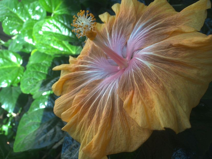 WIN_20171014_093635 - Jeanette Elliff