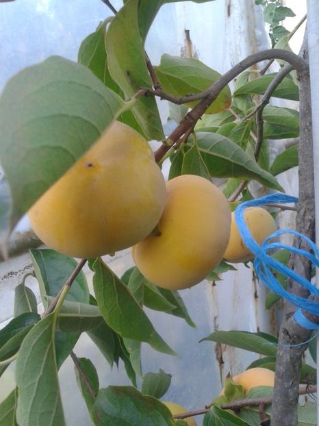 Fotografie0152 - 0 Arbusi fructiferi exotici 2017-2018