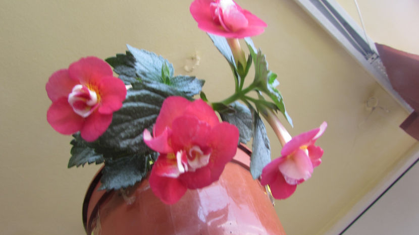 Serge Saliba - Achimenes