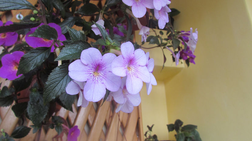  - Achimenes