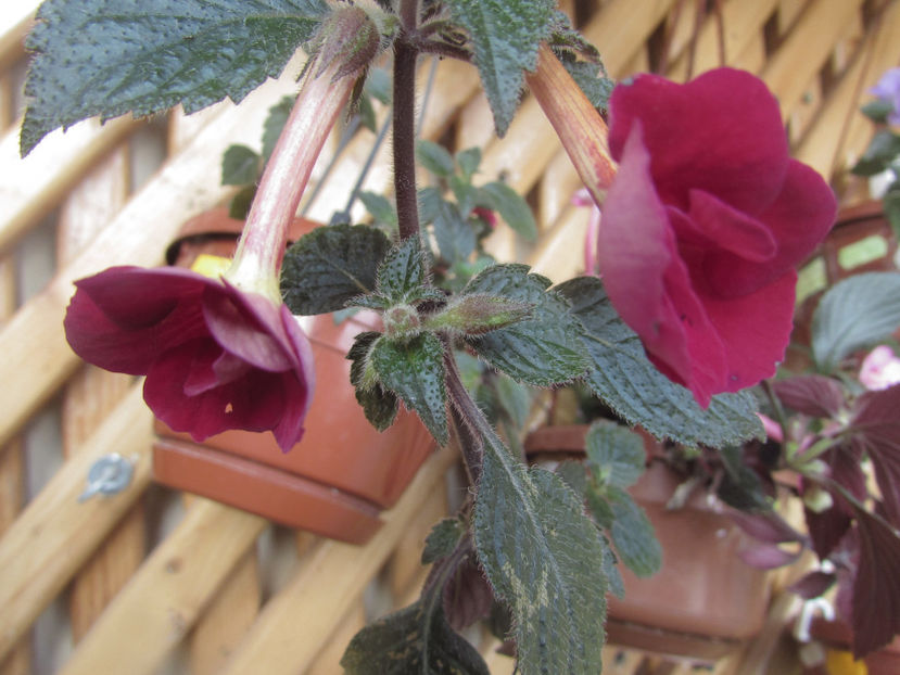 Lady in Black - Achimenes