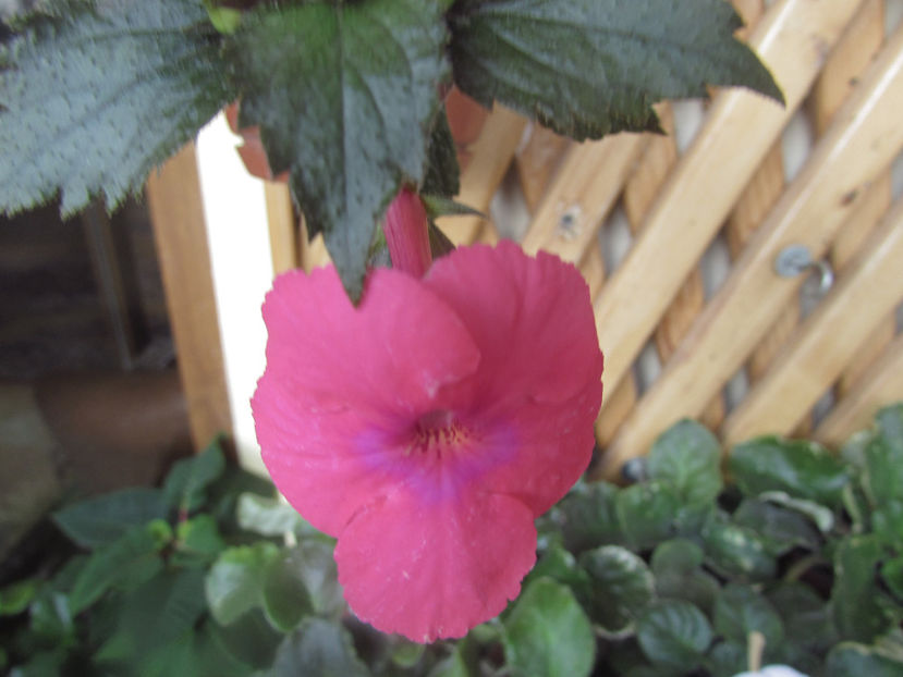 Candy Girl - Achimenes