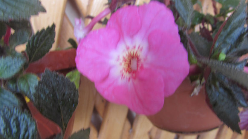  - Achimenes