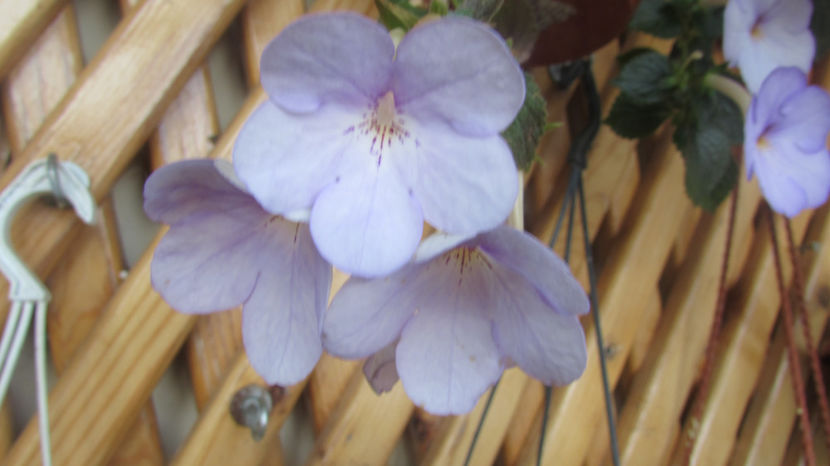 Erik Blue - Achimenes