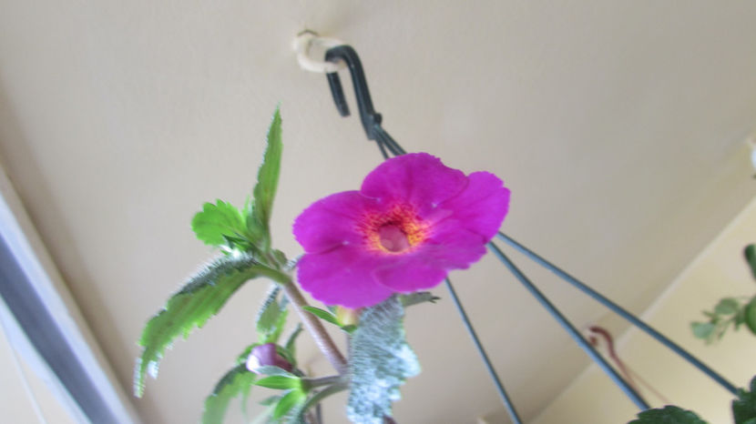 Claret - Achimenes