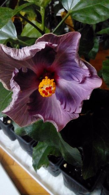 P_20171013_083921_BF - Hibiscus