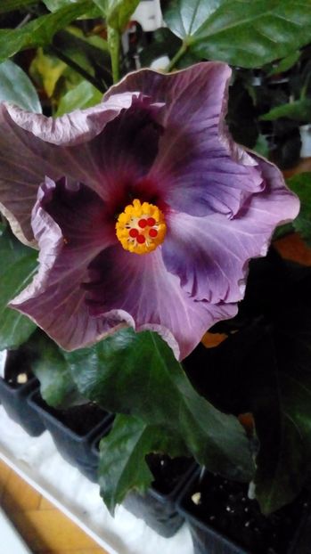 P_20171013_083938_BF - Hibiscus