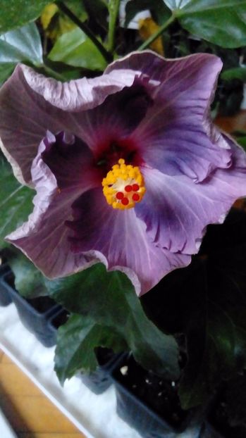 P_20171013_083957_BF - Hibiscus