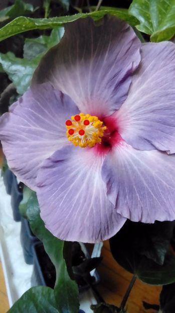 P_20171013_113625 - Hibiscus