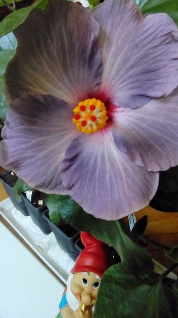 P_20171013_113802 - Hibiscus