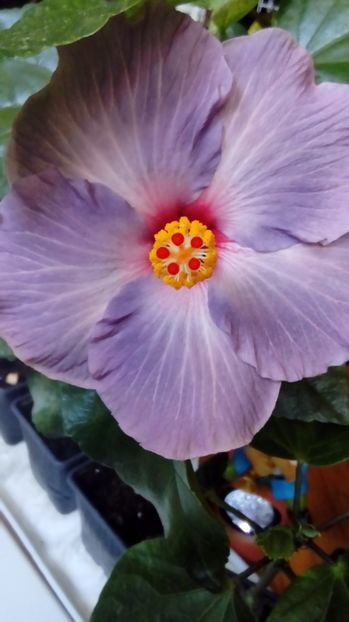 P_20171013_113905 - Hibiscus