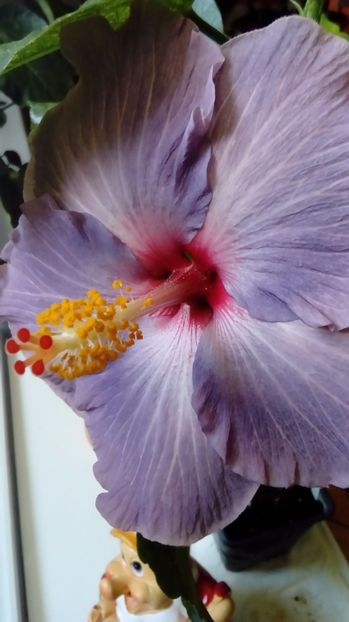 P_20171013_114219 - Hibiscus
