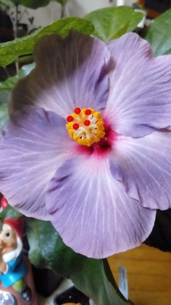 P_20171013_114044 - Hibiscus